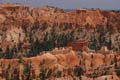 bryce canyon - utah - usa 004